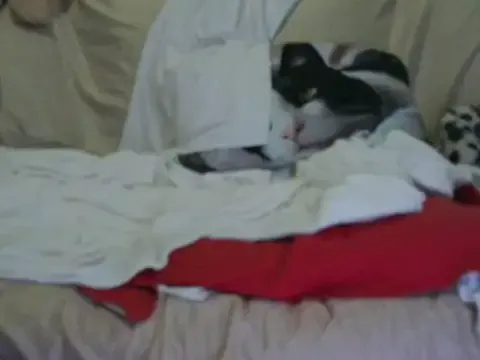 Freechat VeneRed on StripChat